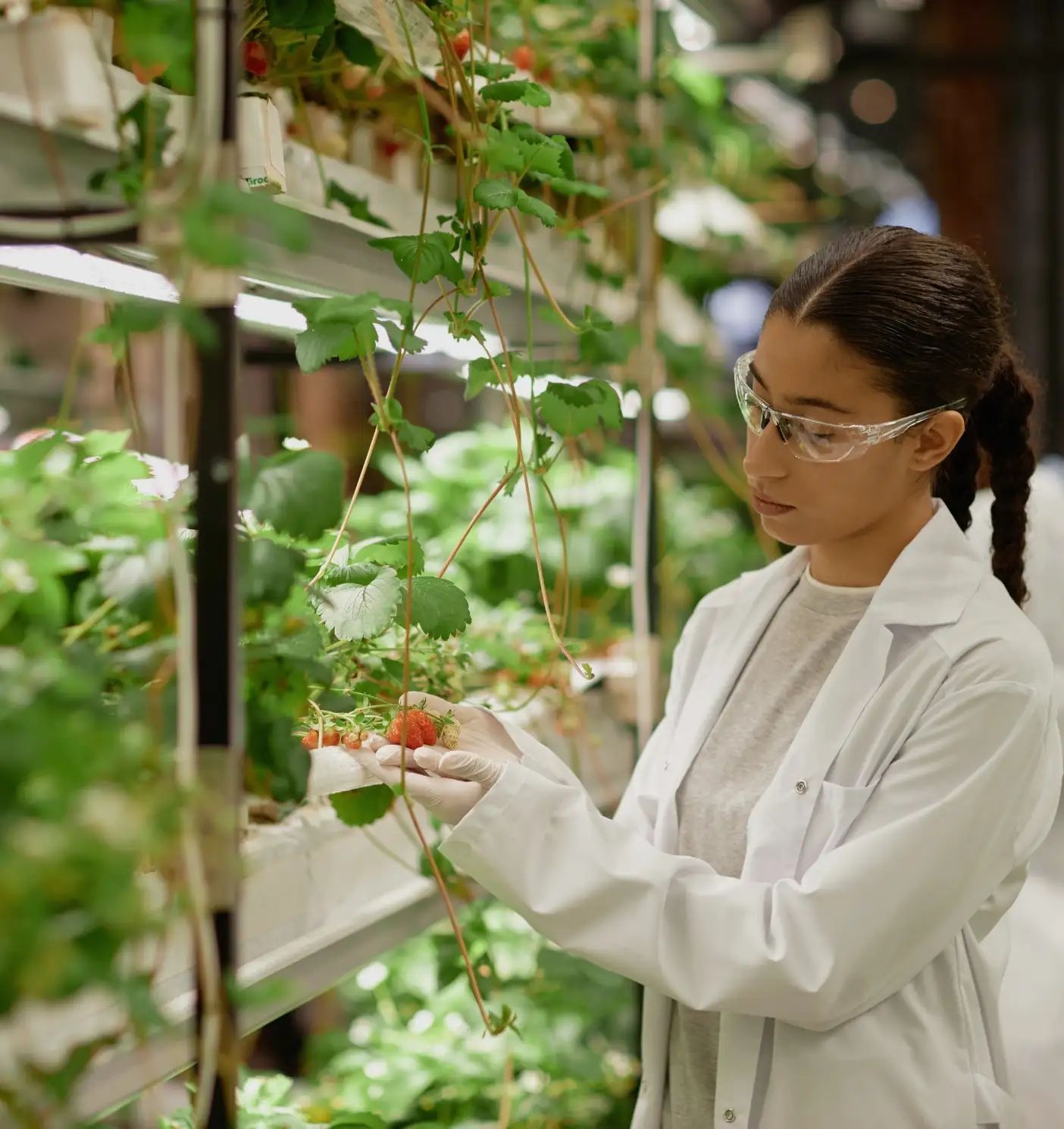 Agricultural_Projects_in_UAE_-_2.webp